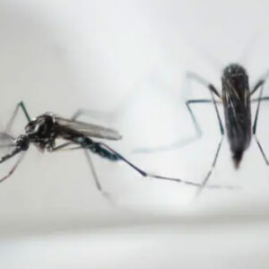 Como Proteger Sua Família de Mosquitos e Dengue com Tela Mosquiteira